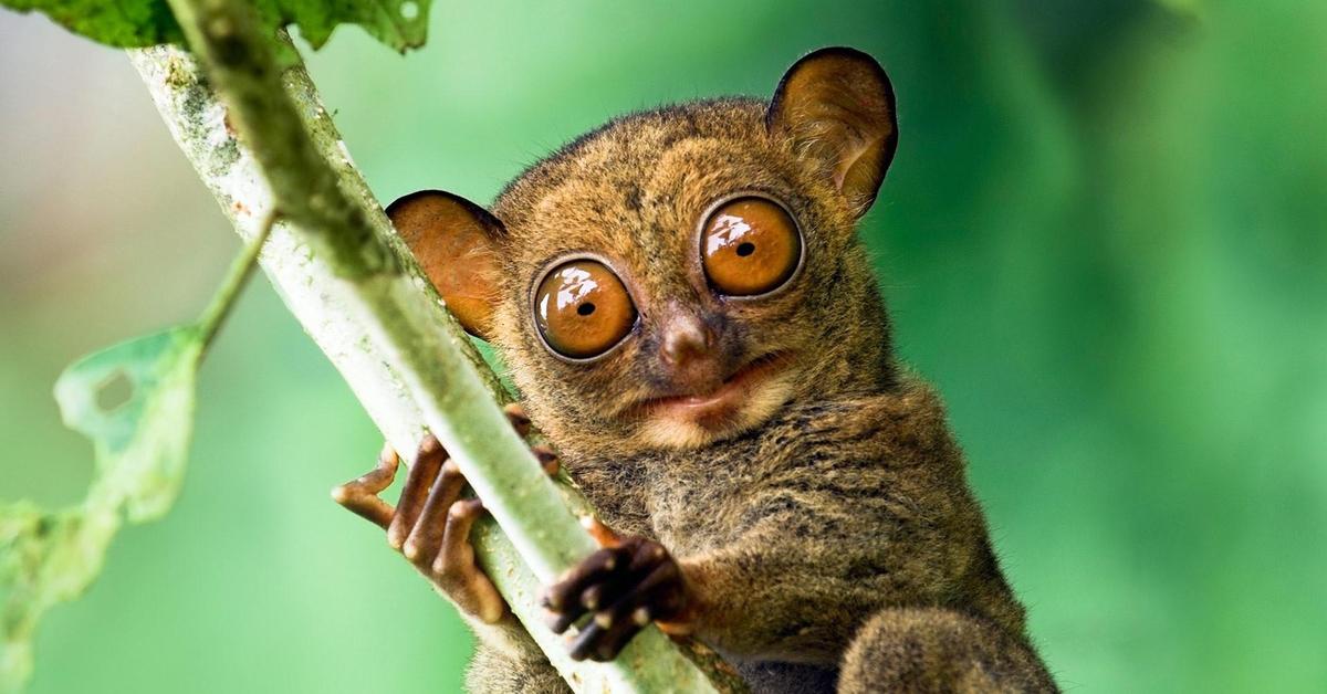 Engaging shot of the Tarsier, recognized in Indonesia as Tarsius.