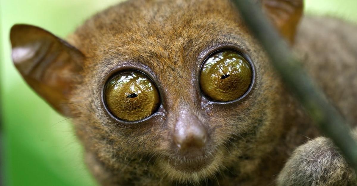 Captured beauty of the Tarsier, or Tarsius in the scientific world.