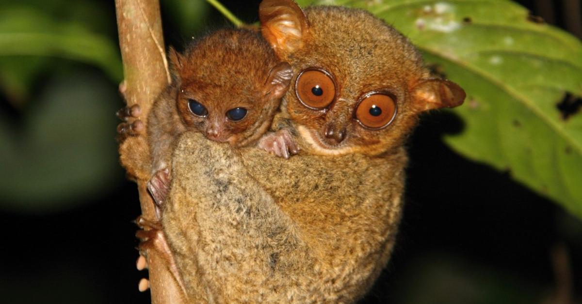 Unique portrayal of the Tarsier, also called Tarsius in Bahasa Indonesia.