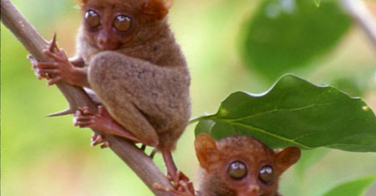 Vibrant snapshot of the Tarsier, commonly referred to as Tarsius in Indonesia.