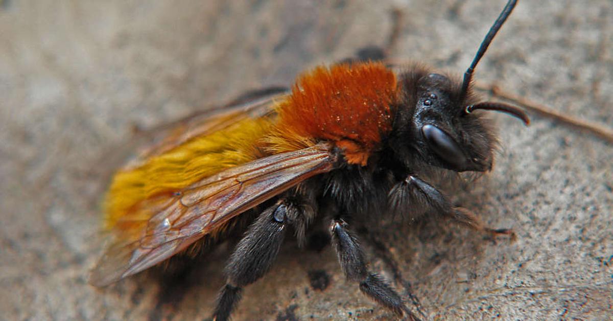 Engaging shot of the Tawny Mining Bee, recognized in Indonesia as Lebah Tambang Coklat.