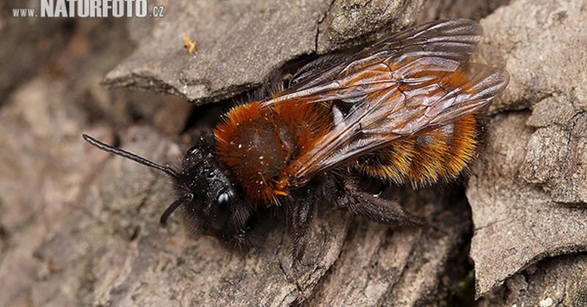 The Tawny Mining Bee, an example of Andrena fulva, in its natural environment.