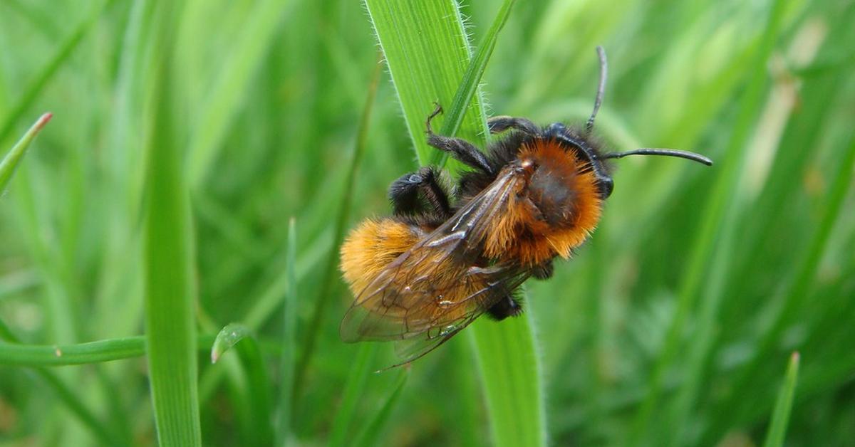 Graceful Tawny Mining Bee, a creature with the scientific name Andrena fulva.