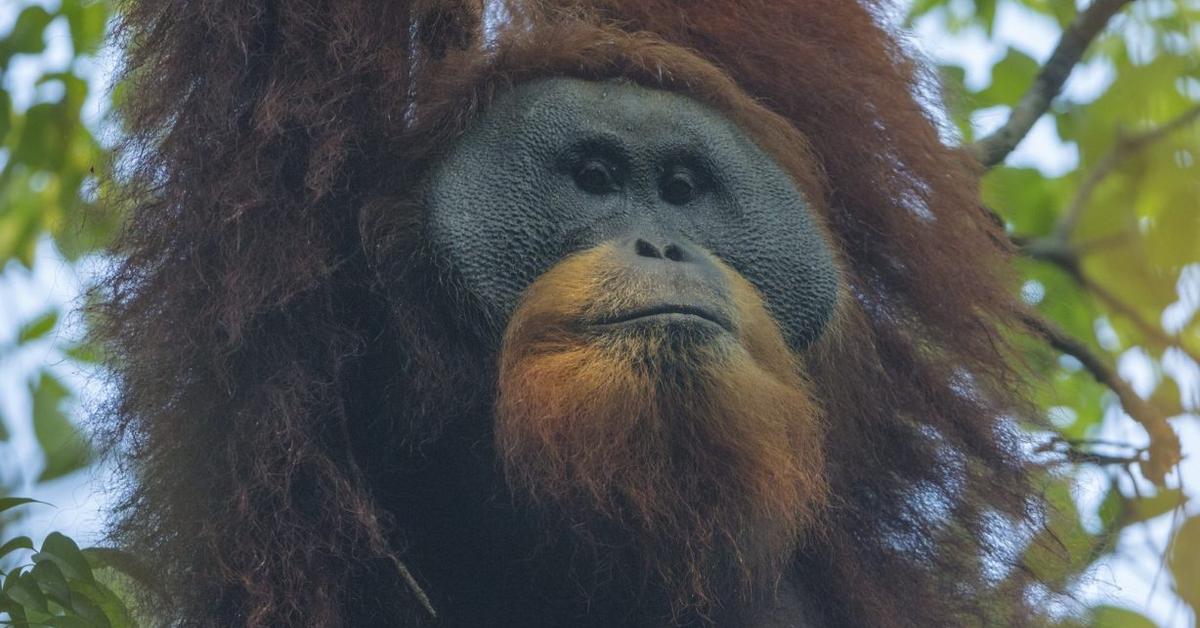 Captured elegance of the Tapanuli Orangutan, known in Indonesia as Orangutan Tapanuli.