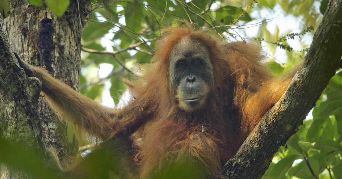 A look at the Tapanuli Orangutan, also recognized as Orangutan Tapanuli in Indonesian culture.