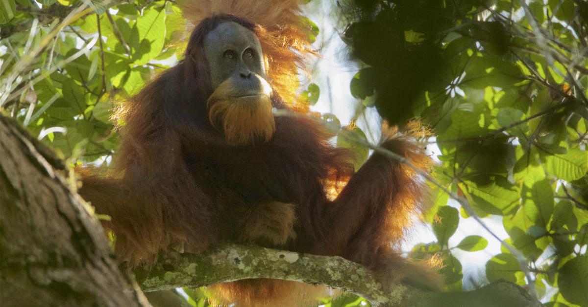 The elegant Tapanuli Orangutan (Pongo tapanuliensis), a marvel of nature.