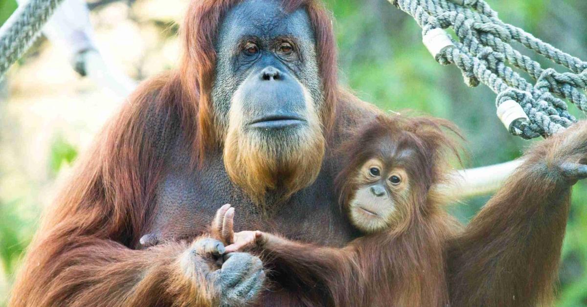 A beautiful representation of the Tapanuli Orangutan, scientifically Pongo tapanuliensis.