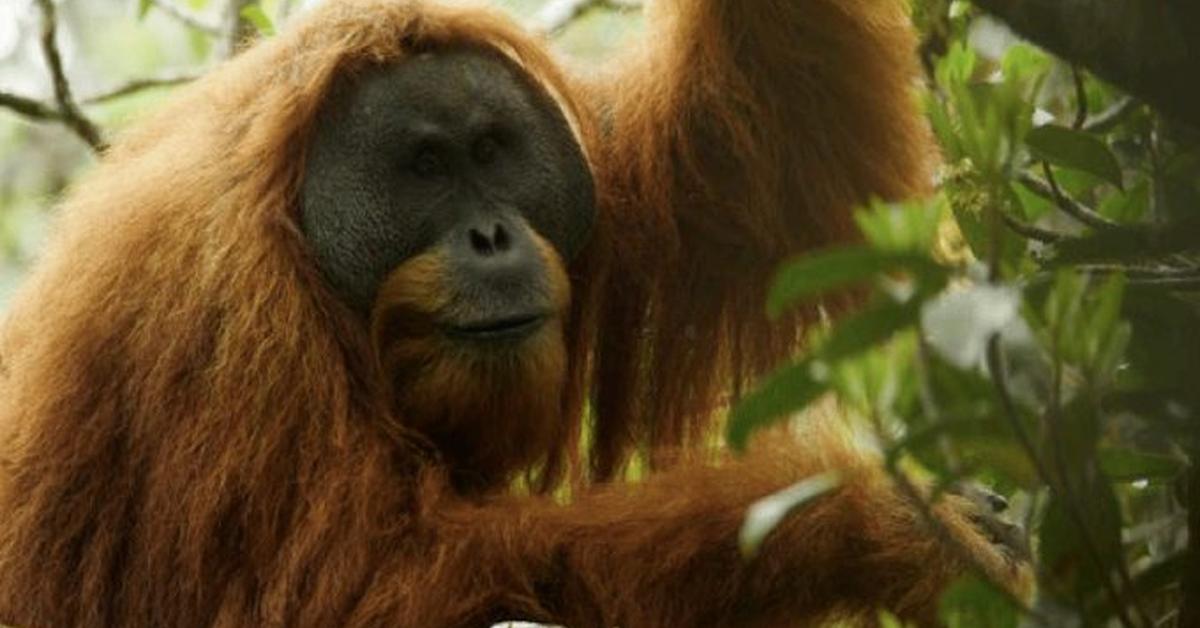 Photograph of the unique Tapanuli Orangutan, known scientifically as Pongo tapanuliensis.