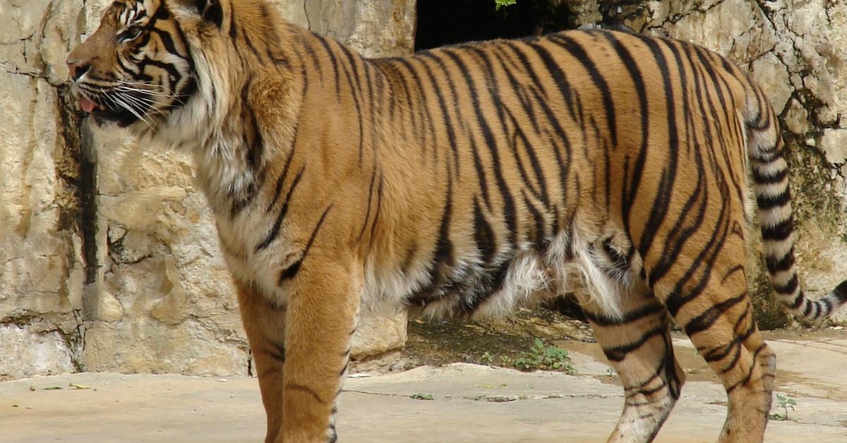 Striking appearance of the Tiger, known in scientific circles as Panthera Tigris.