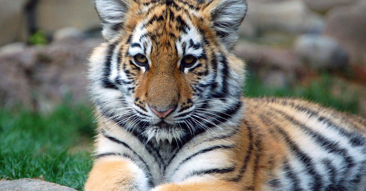 Photographic depiction of the unique Tiger, locally called Harimau.