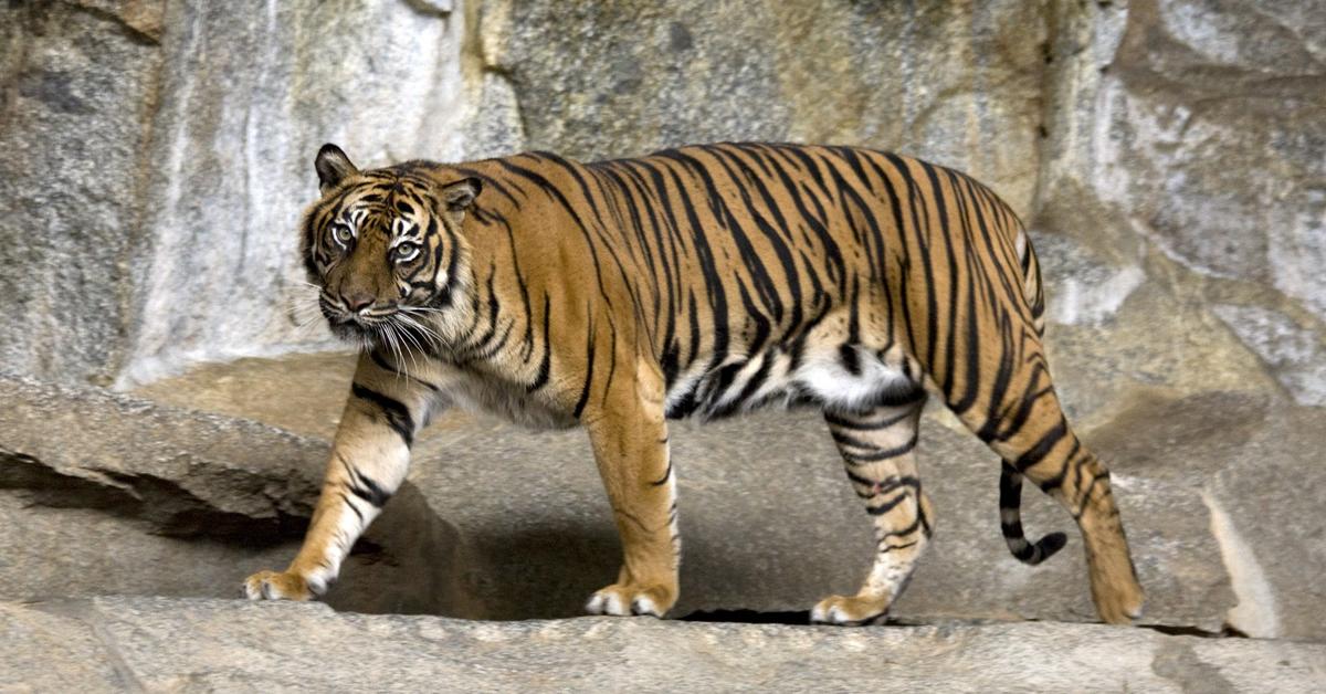 Picture of Tiger, known in Indonesia as Harimau.