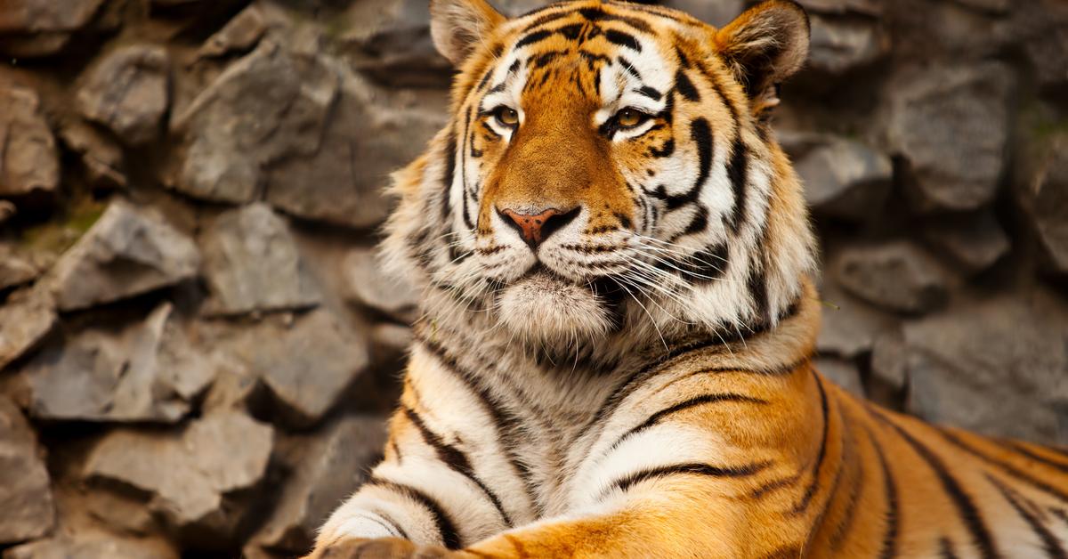 Captured elegance of the Tiger, known in Indonesia as Harimau.