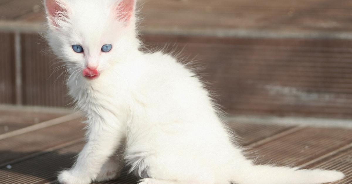 Visual of Turkish Angora, or Angora Turki in Indonesian, showcasing its beauty.