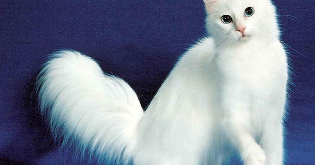 Portrait of a Turkish Angora, a creature known scientifically as Felis catus.