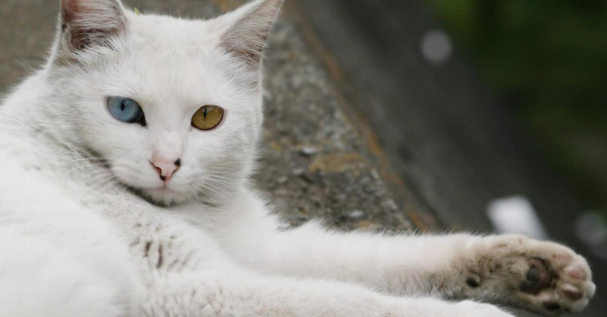 Dynamic image of the Turkish Angora, popularly known in Indonesia as Angora Turki.