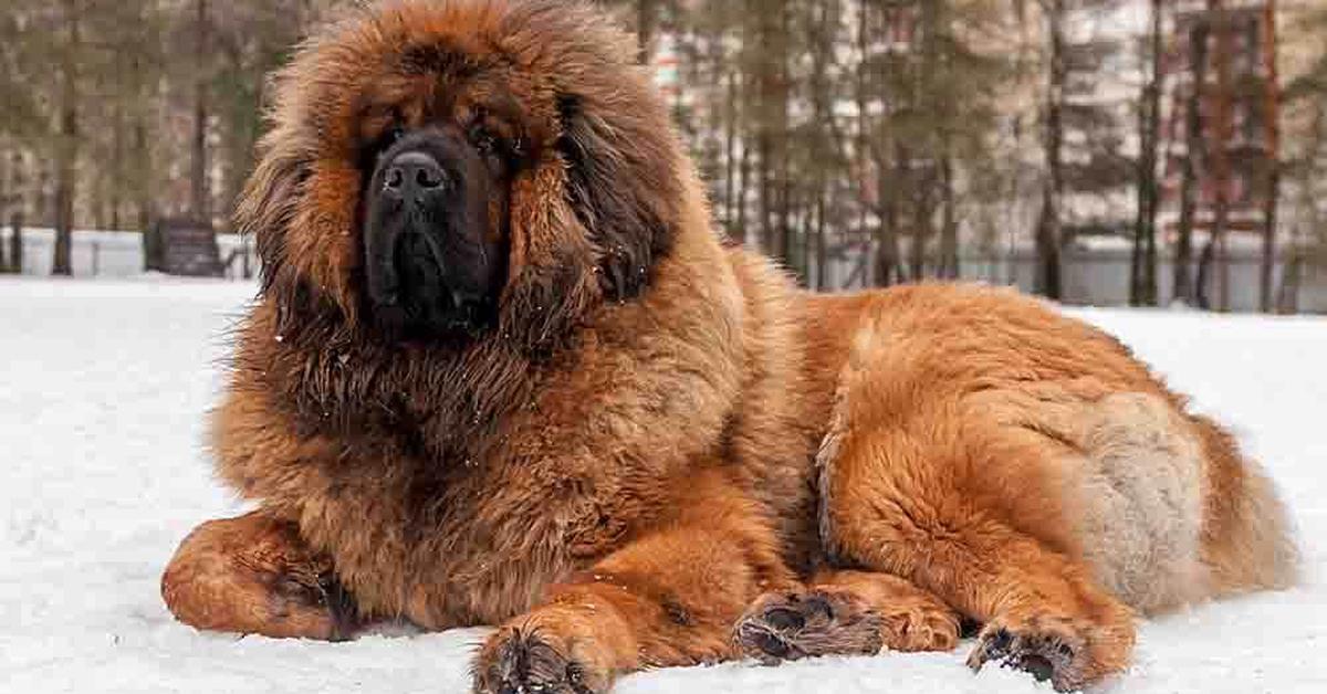 A beautiful representation of the Tibetan Mastiff, scientifically Canis lupus.