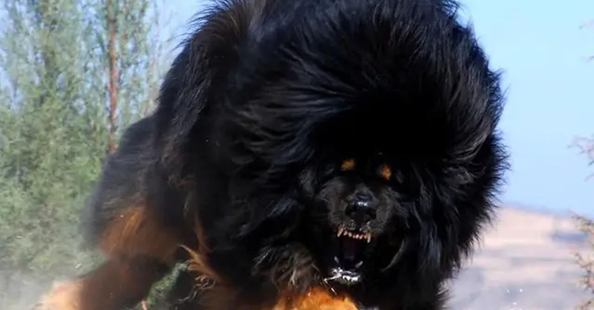 Vibrant snapshot of the Tibetan Mastiff, commonly referred to as Mastiff Tibet in Indonesia.