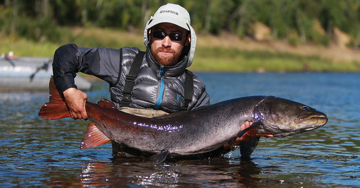 Dynamic image of the Taimen Fish, popularly known in Indonesia as Ikan Taimen.