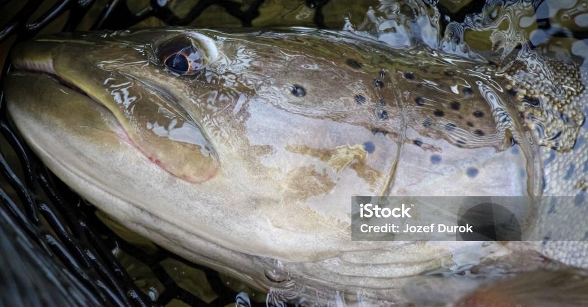 A beautiful representation of the Taimen Fish, scientifically Hucho Taimen.