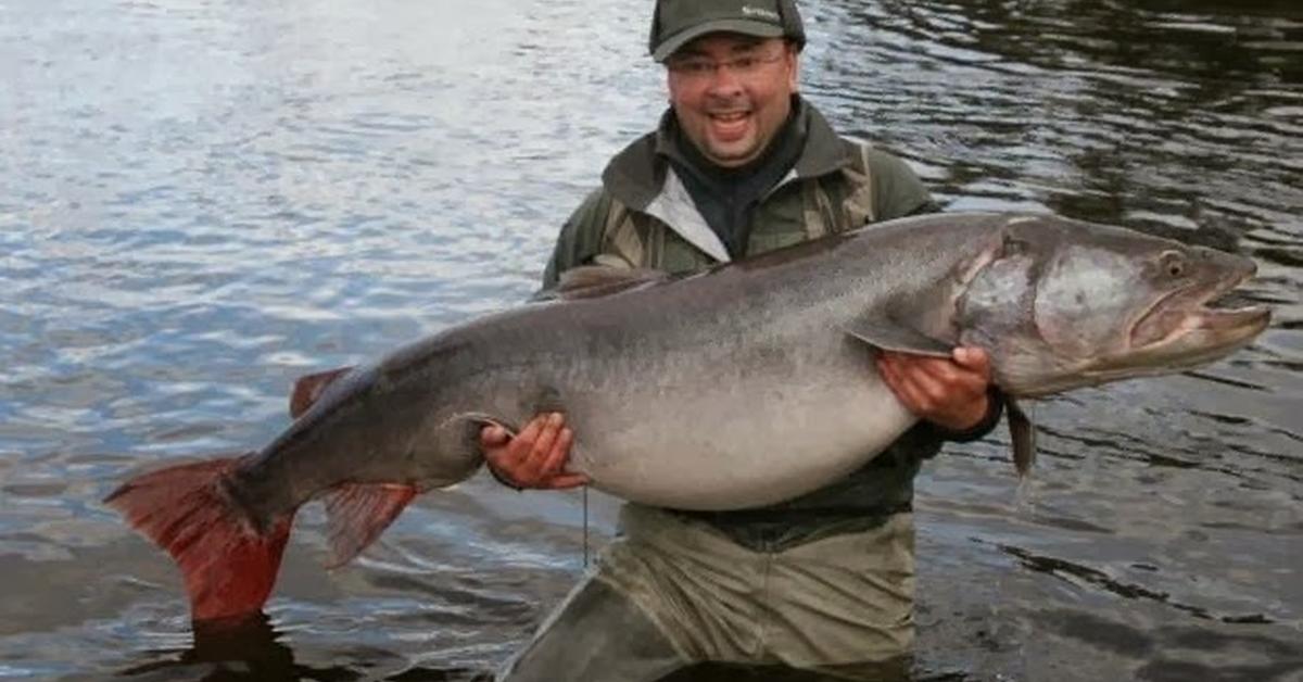 Glimpse of the Taimen Fish, known in the scientific community as Hucho Taimen.