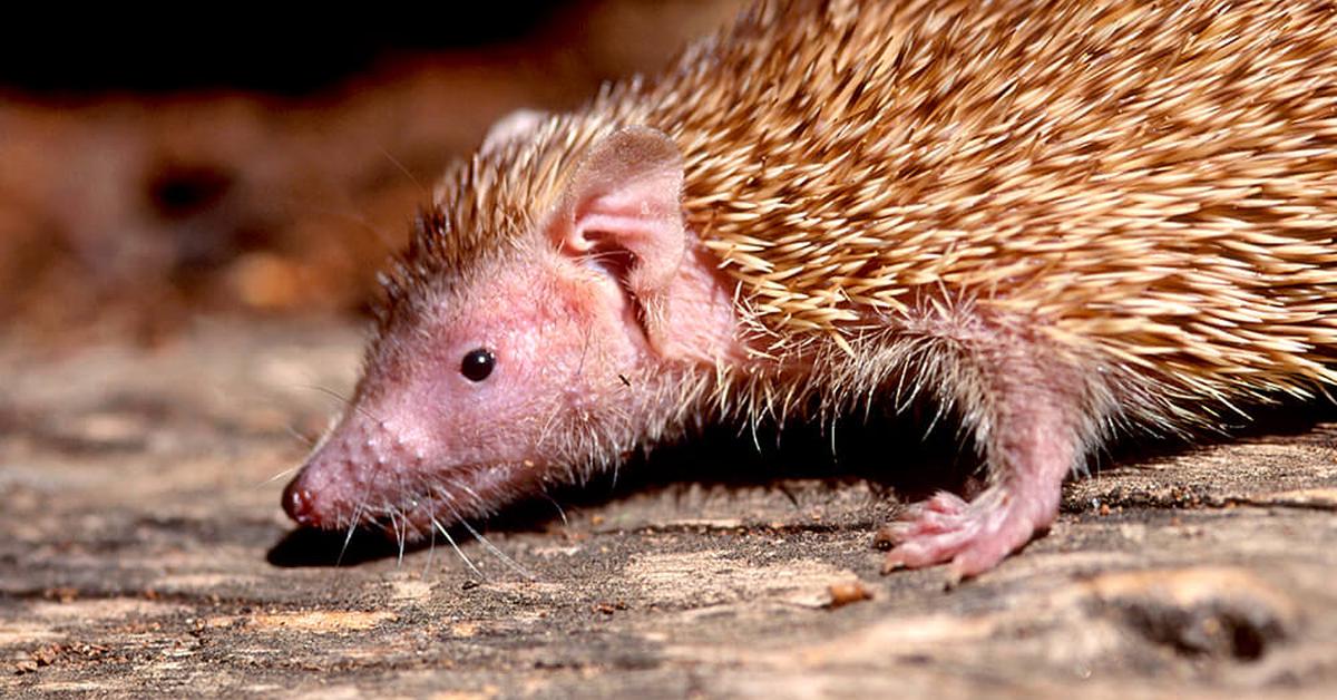 Vivid image of the Tenrec, or Tenrek in Indonesian context.