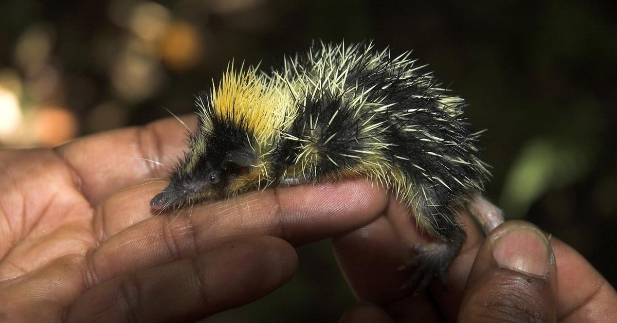 Picture of Tenrec, known in Indonesia as Tenrek.