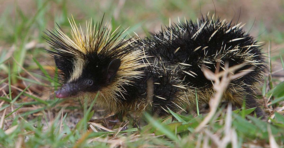 Charming view of the Tenrec, in Indonesia referred to as Tenrek.