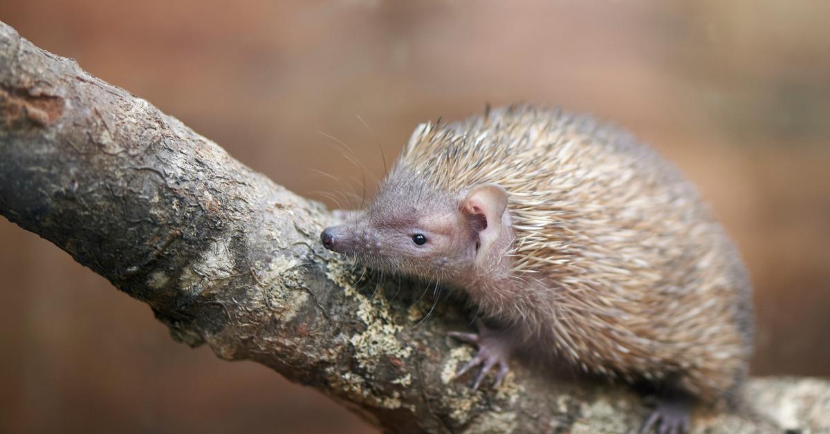 Distinctive Tenrec, in Indonesia known as Tenrek, captured in this image.