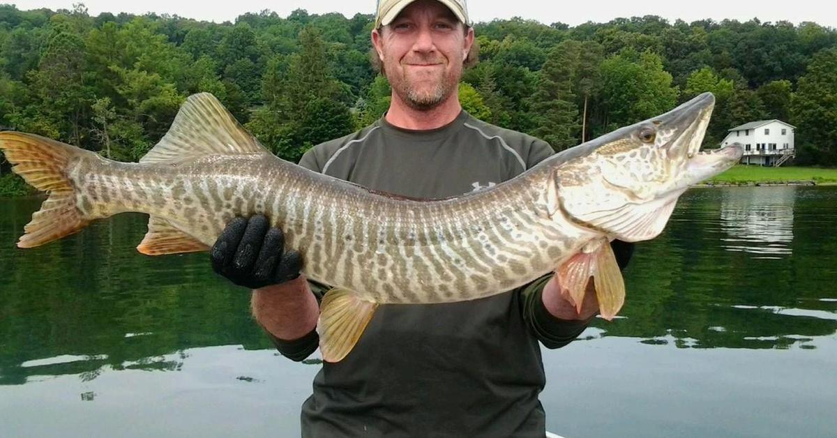 Engaging shot of the Tiger Muskellunge, recognized in Indonesia as Ikan Muskie Harimau.