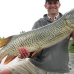 Captivating presence of the Tiger Muskellunge, a species called Esox lucius x Esox masquinongy.