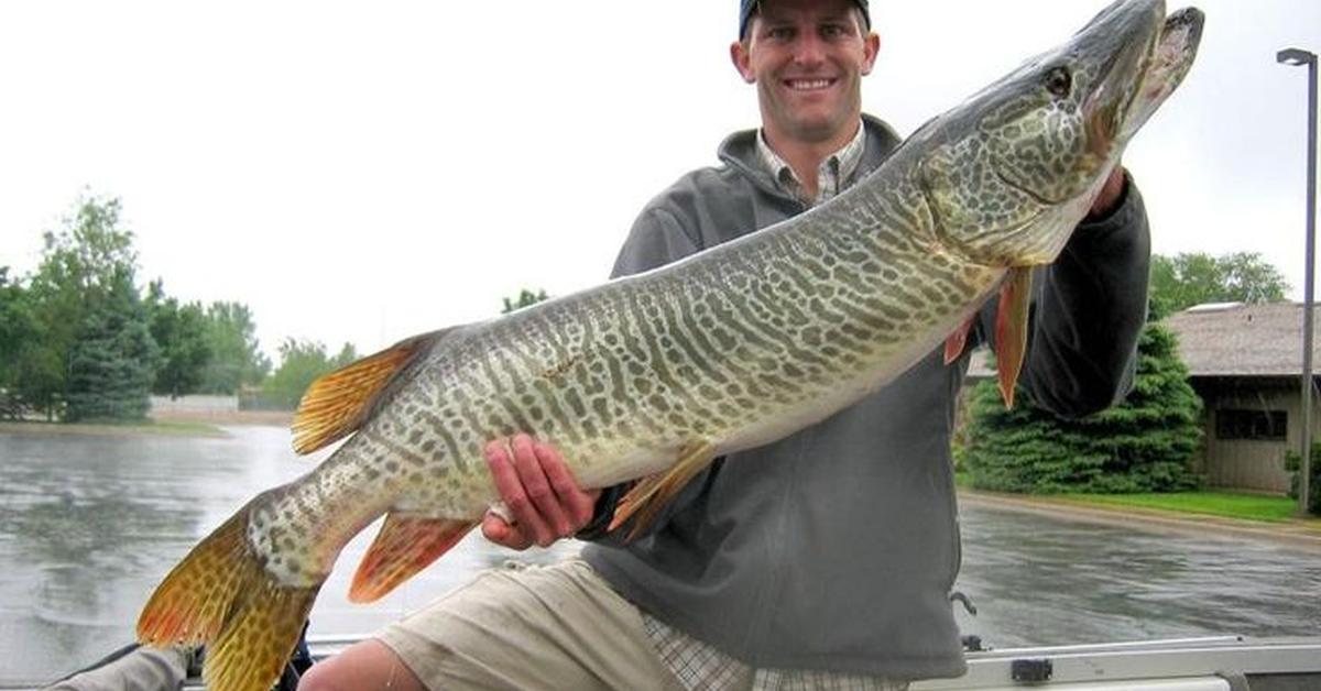 Captivating presence of the Tiger Muskellunge, a species called Esox lucius x Esox masquinongy.