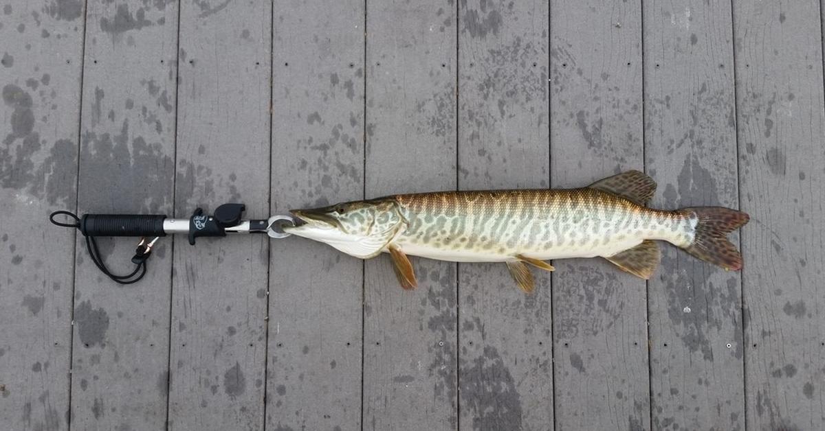 Charming view of the Tiger Muskellunge, in Indonesia referred to as Ikan Muskie Harimau.