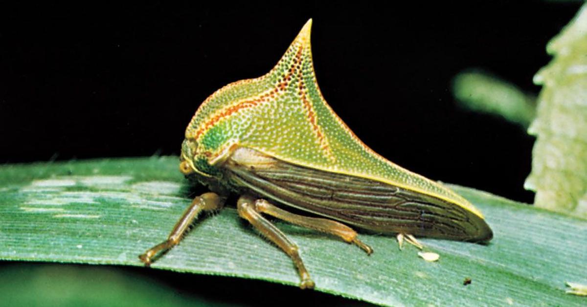 The Treehopper, a species known as Ceresa taurina, in its natural splendor.