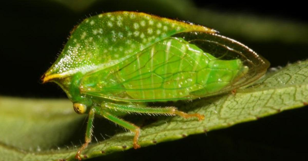 Photograph of the unique Treehopper, known scientifically as Ceresa taurina.