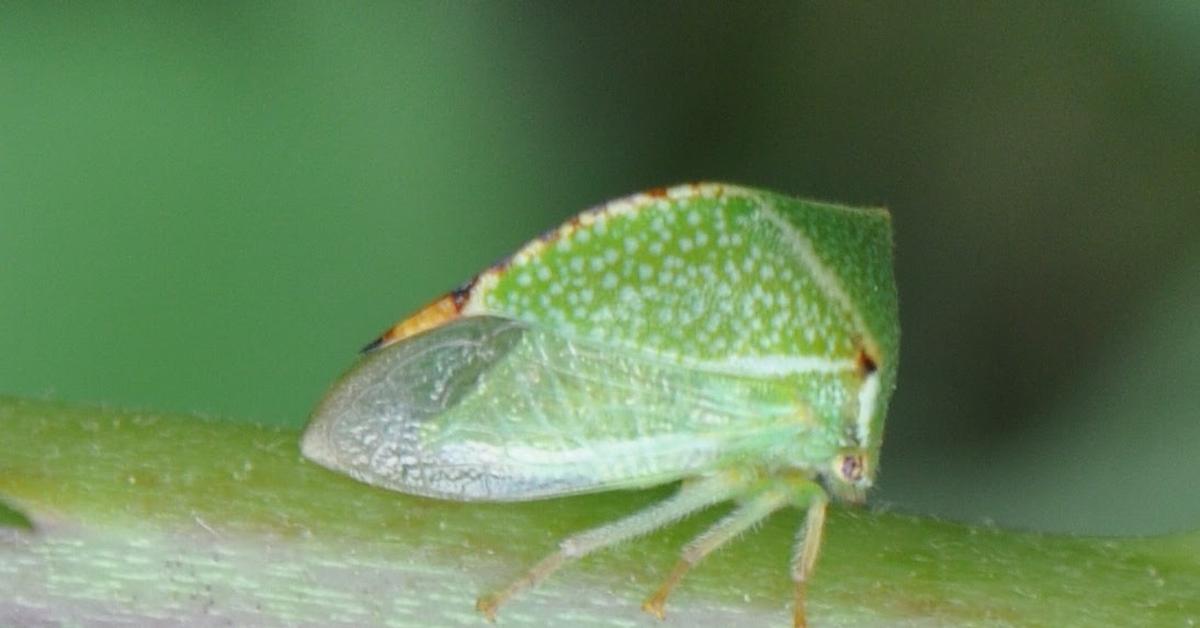 Charming view of the Treehopper, in Indonesia referred to as Belalang Pohon.