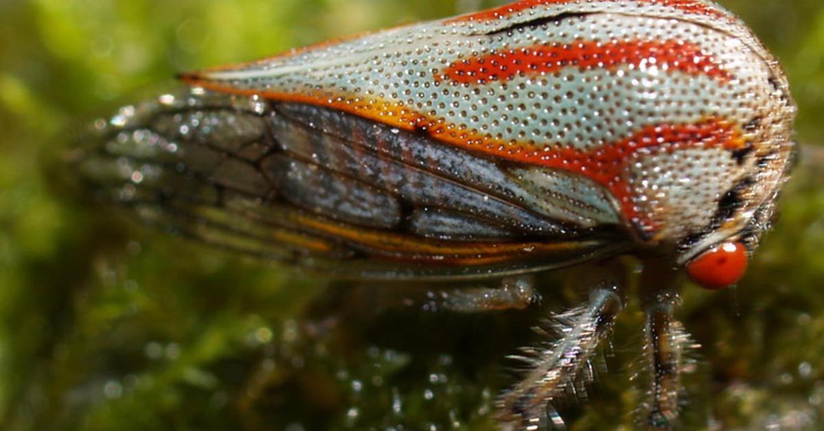 Exquisite image of Treehopper, in Indonesia known as Belalang Pohon.