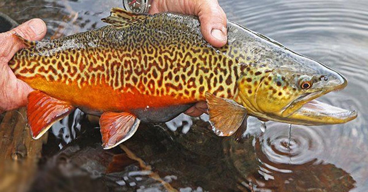 Charming view of the Tiger Trout, in Indonesia referred to as Ikan Harimau.