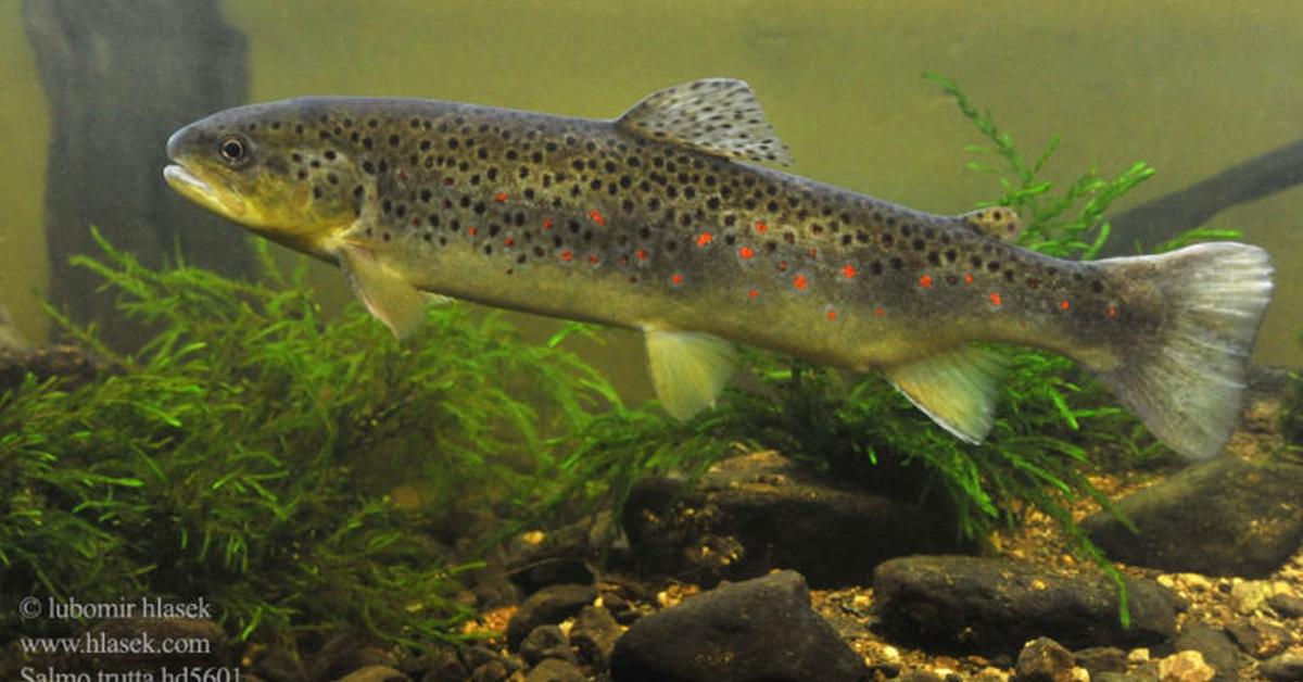 Graceful Tiger Trout, a creature with the scientific name Salmo trutta x Salvelinus fontinalis.