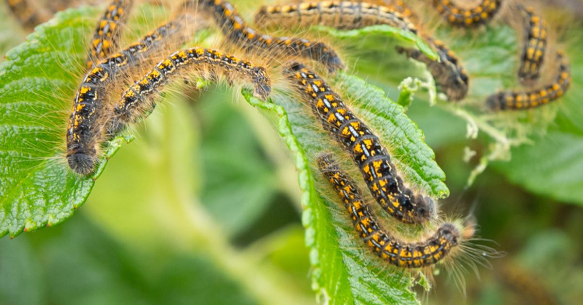 Dynamic image of the Tent Caterpillar, popularly known in Indonesia as Ulat Kepompong
.