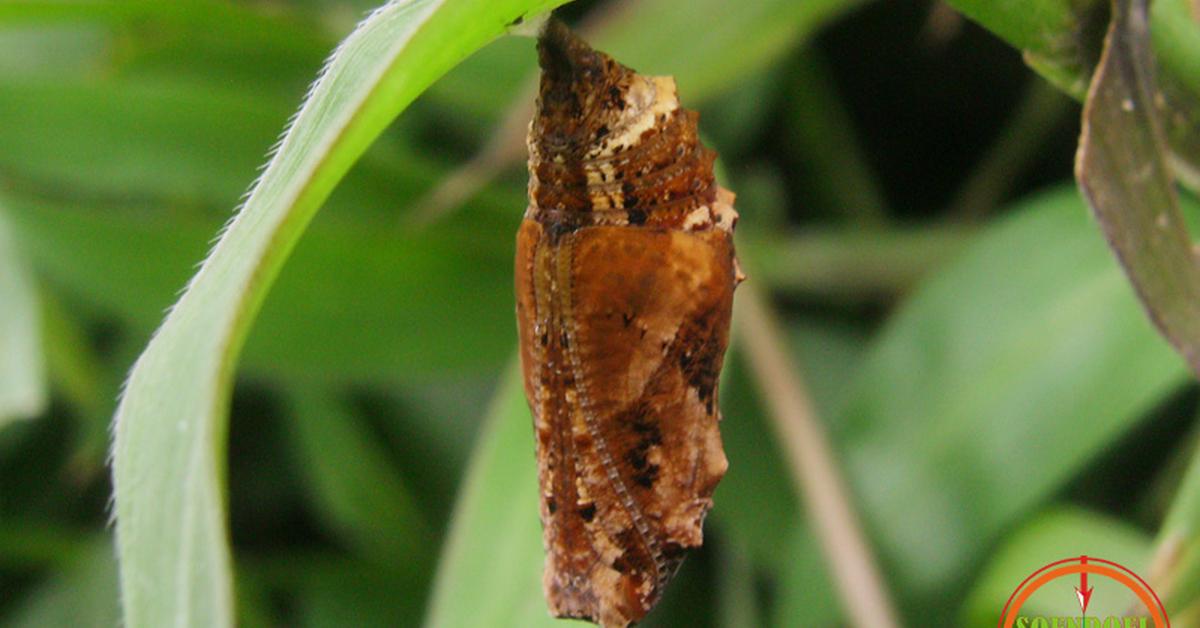 The fascinating Tent Caterpillar, scientifically known as Lasiocampidae.