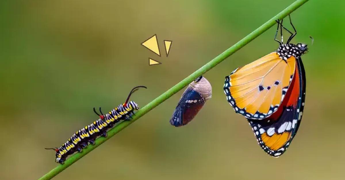 Portrait of a Tent Caterpillar, a creature known scientifically as Lasiocampidae.