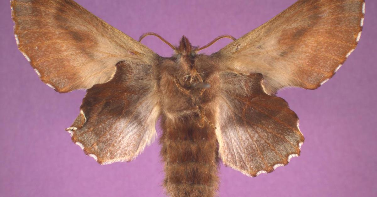 Unique portrayal of the Tent Caterpillar, also called Ulat Kepompong
 in Bahasa Indonesia.