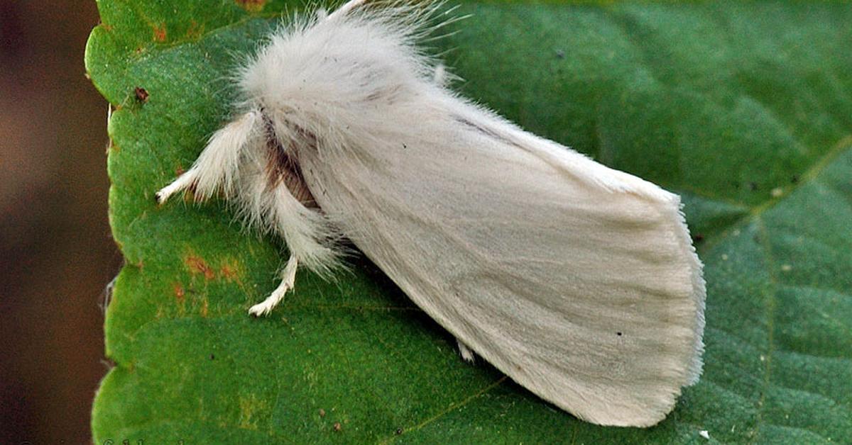 Captured beauty of the Tussock Moth Caterpillar, or Euproctis chrysorrhoea in the scientific world.