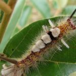 Visual representation of the Tussock Moth Caterpillar, recognized in Indonesia as Ulat Kumbang Tussock.