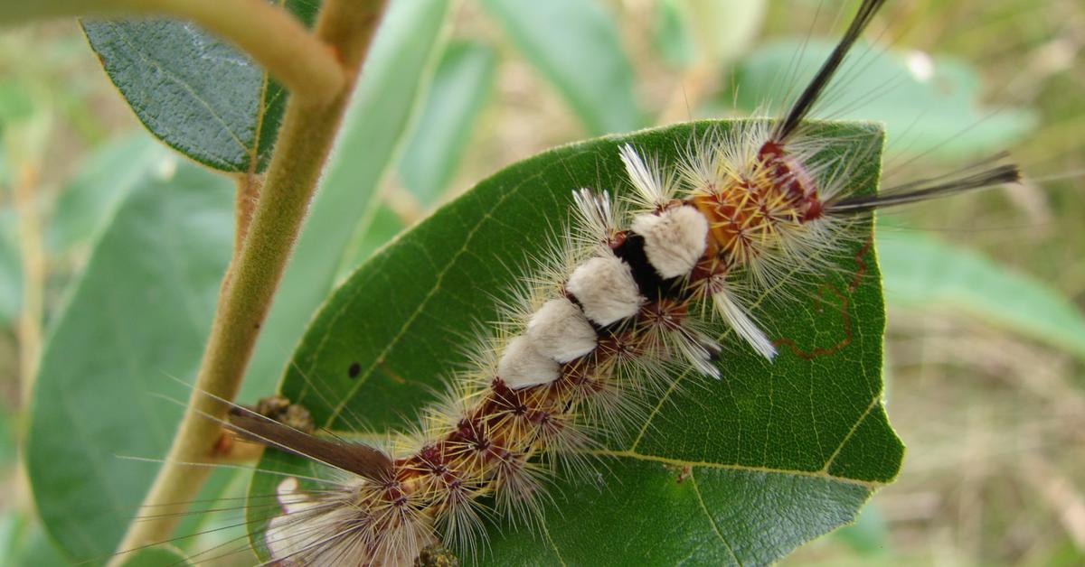 Vibrant snapshot of the Tussock Moth Caterpillar, commonly referred to as Ulat Kumbang Tussock in Indonesia.