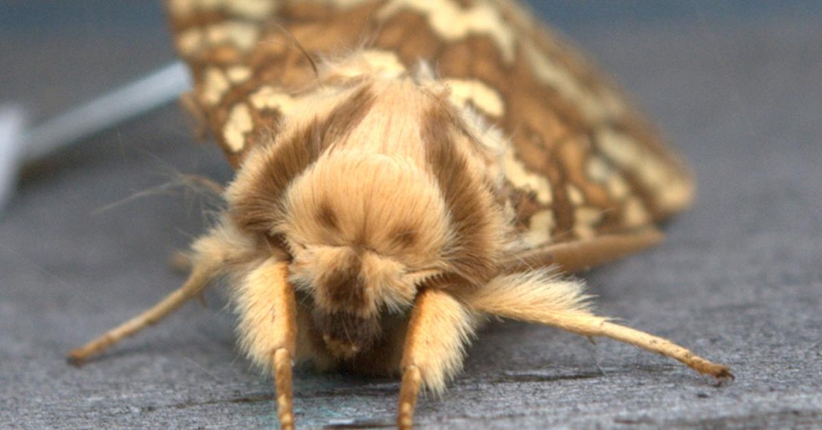 Natural elegance of the Tussock Moth, scientifically termed Erebidae.