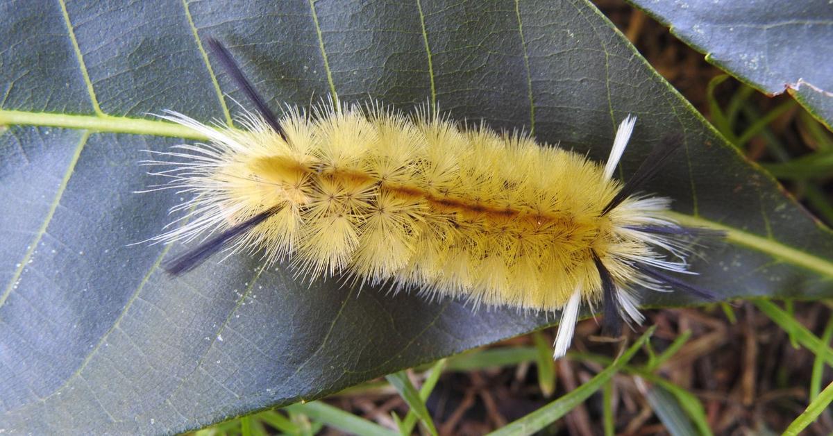 The Tussock Moth in its natural beauty, locally called Ulat Bulu.