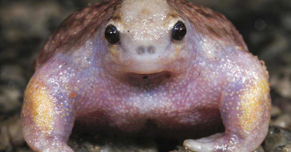 Close-up view of the Turtle Frog, known as Katak Penyu in Indonesian.