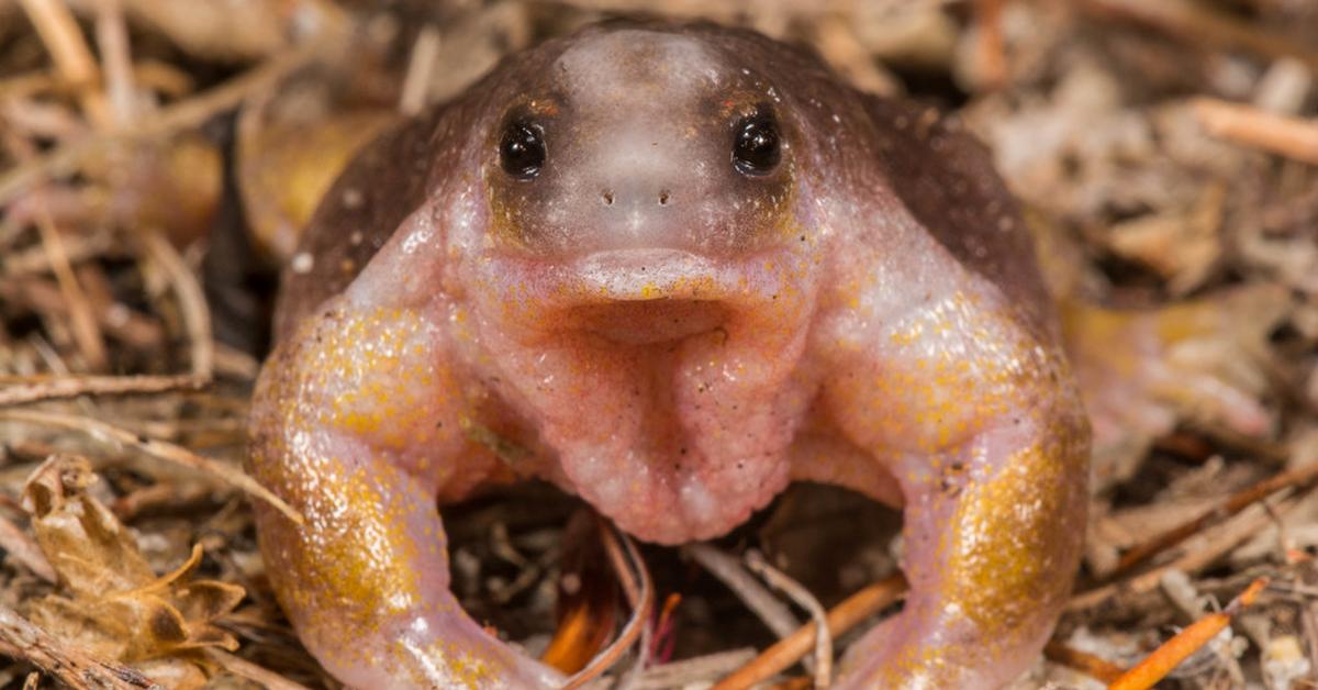 Captured beauty of the Turtle Frog, or Myobatrachus gouldii in the scientific world.