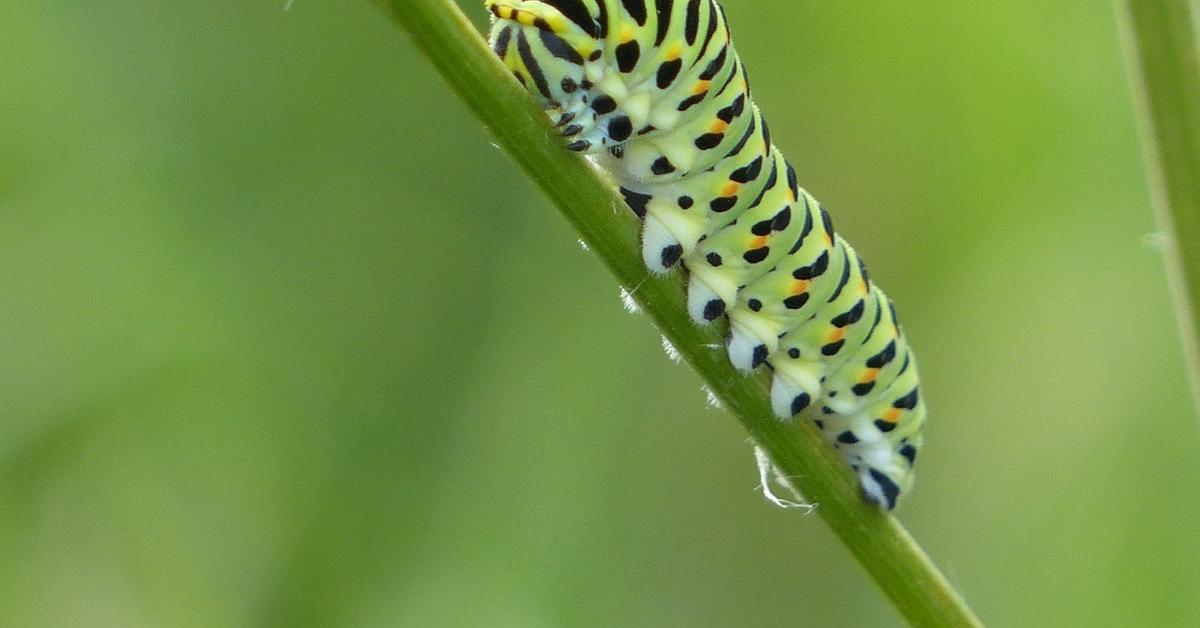 Elegant Tiger Swallowtail Caterpillar in its natural habitat, called Ulat Kupu-kupu Harimau Swallowtail in Indonesia.